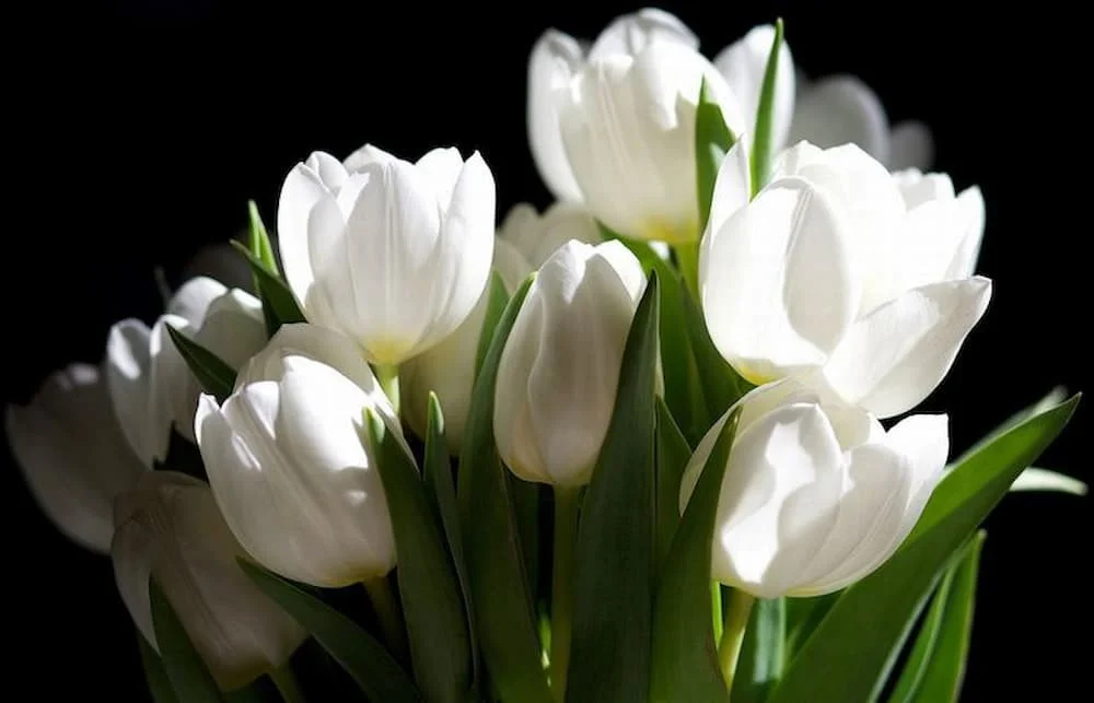 Hoa tulip trắng tượng trưng cho sự tinh khiết