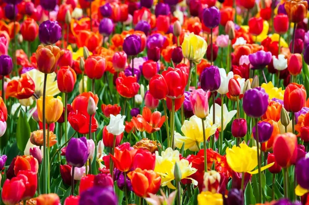 Hoa tulip có nhiều màu sắc khác nhau