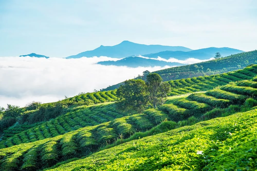 Đồi Chè Cầu Đất Farm 