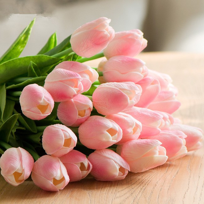 Hoa Tulip là của nước nào - loài hoa mang hương sắc vẻ đẹp của thiên nhiên