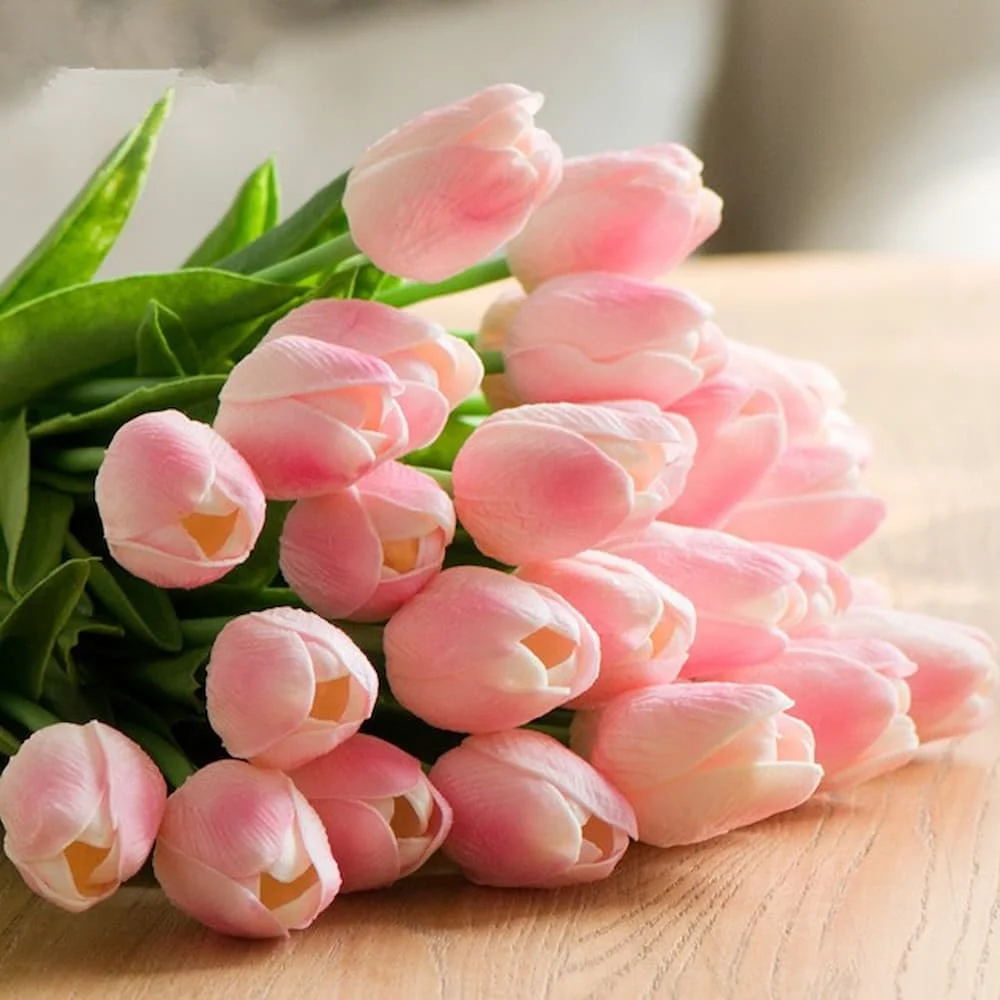 Hoa tulip là loài hoa có nguồn gốc từ vùng Trung Đông