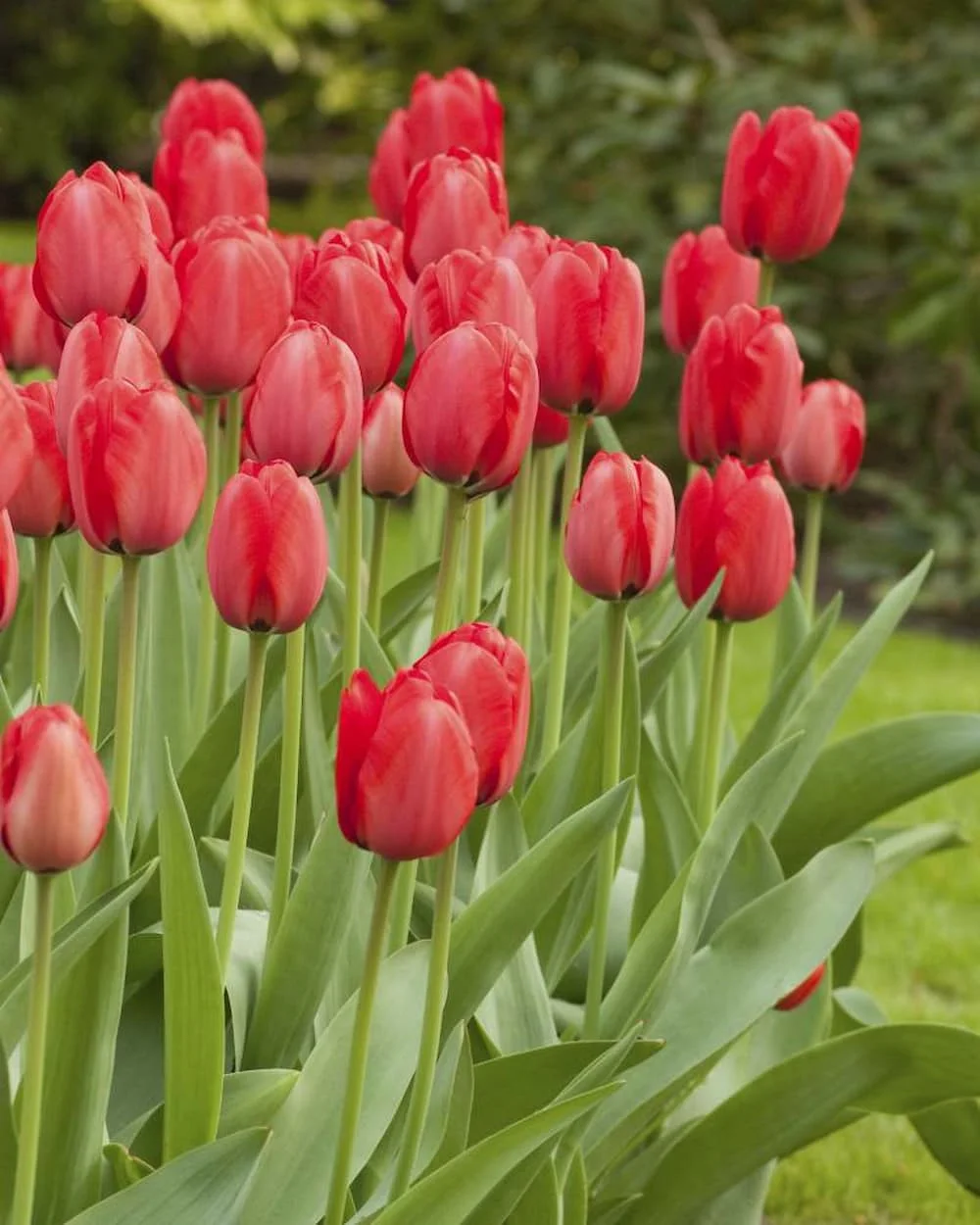 Hoa tulip đỏ là loài hoa phổ biến nhất