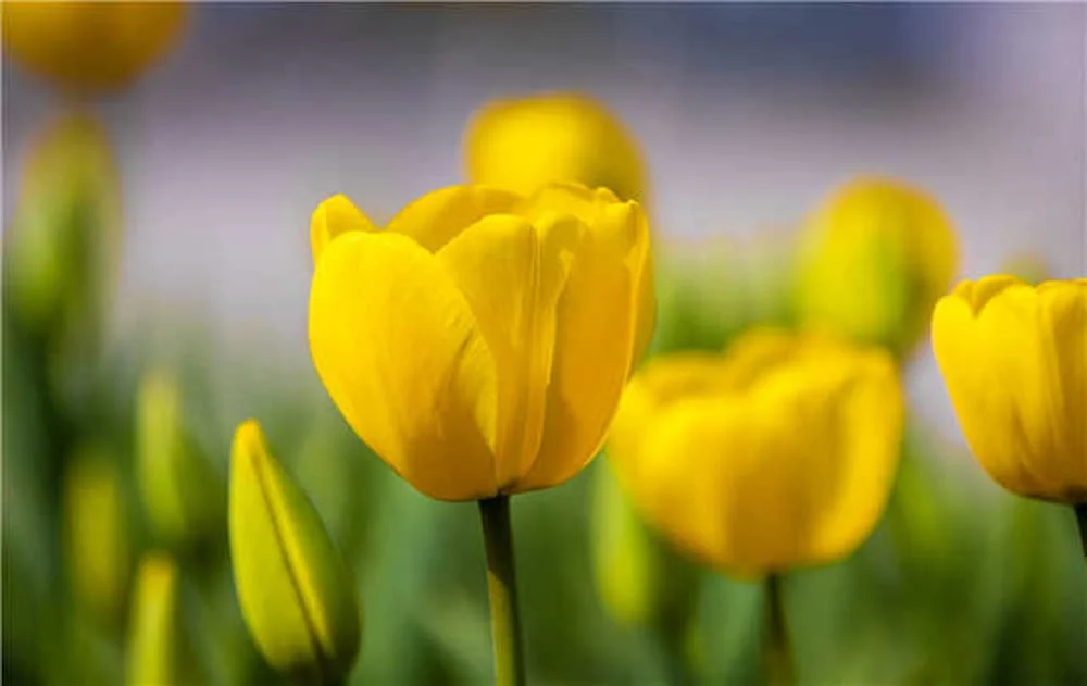 Hoa tulip vàng tượng trưng cho tình bạn