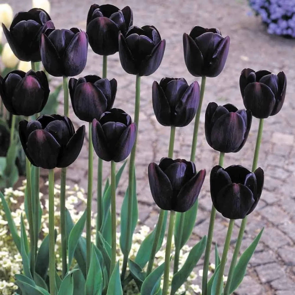 Hoa tulip đen là loài hoa hiếm và có ý nghĩa biểu tượng phức tạp