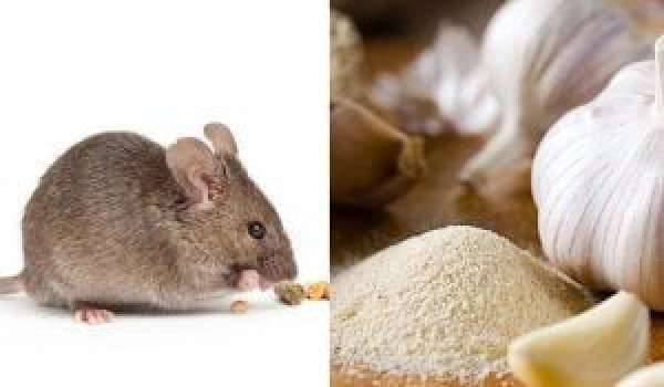Chuột sợ mùi gì nhất? 7 cách đuổi chuột ra khỏi nhà hiệu quả